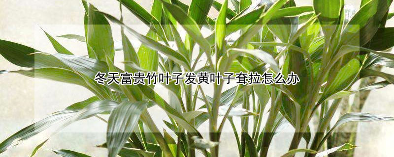 冬天富貴竹葉子發黃葉子耷拉怎么辦