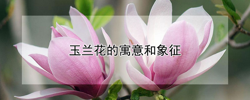 玉蘭花的寓意和象征