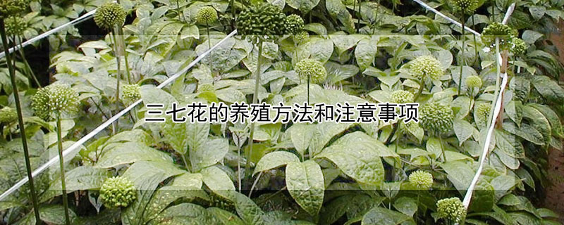 三七花的養殖方法和注意事項