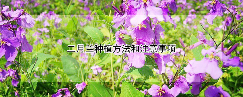 二月蘭種植方法和注意事項