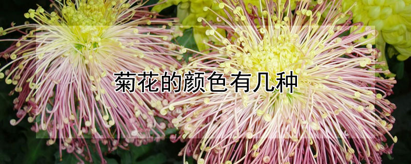 菊花的顏色有幾種