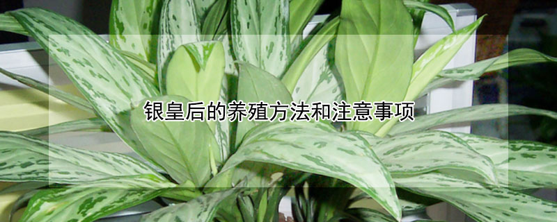 銀皇后的養(yǎng)殖方法和注意事項(xiàng)