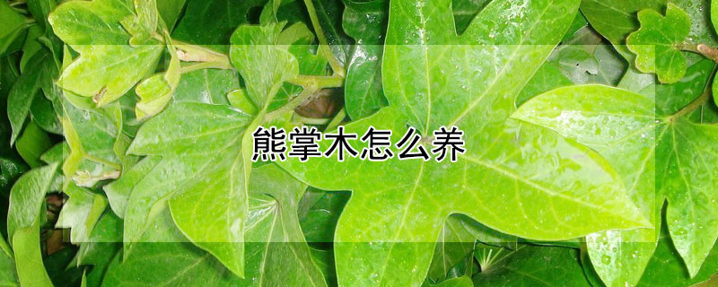 熊掌木怎么養