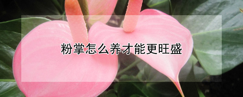粉掌怎么養才能更旺盛