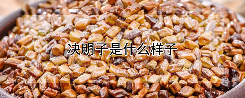 決明子是什么樣子
