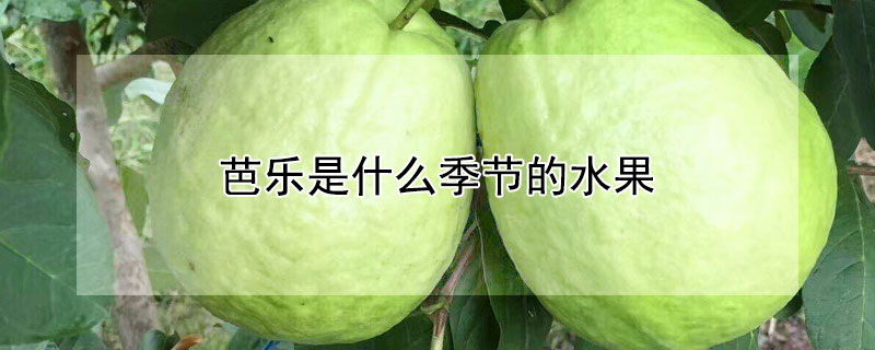 芭樂是什么季節(jié)的水果