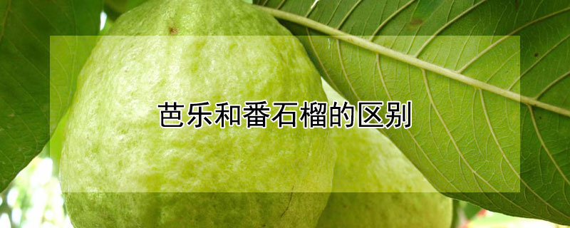 芭樂和番石榴的區(qū)別