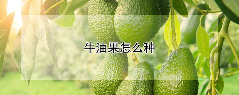牛油果怎么種