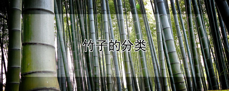 竹子的分類
