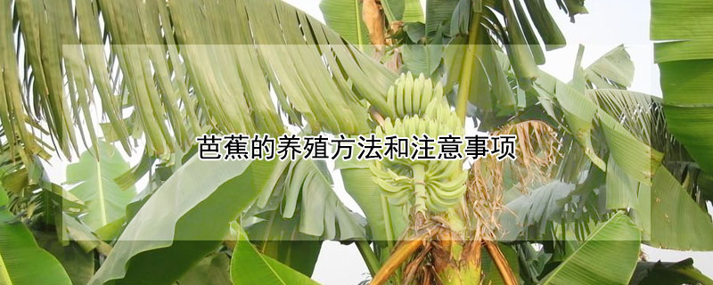芭蕉的養殖方法和注意事項