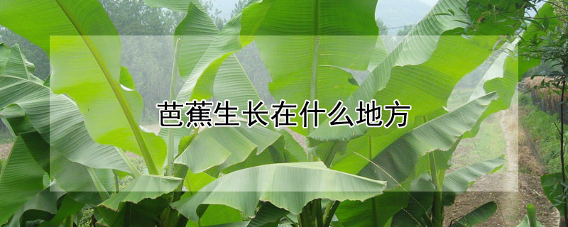 芭蕉生長在什么地方