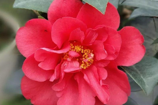 四季山茶花怎么養,如何種植