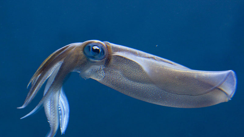 烏賊和章魚的區(qū)別在哪