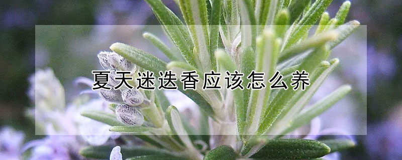 夏天迷迭香應該怎么養