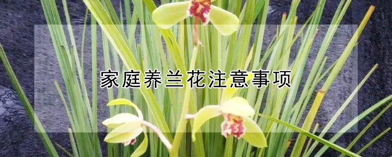 家庭養(yǎng)蘭花注意事項(xiàng)