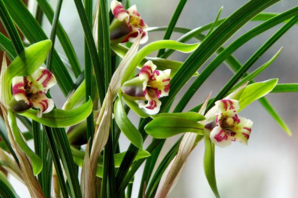 家庭養(yǎng)蘭花注意事項(xiàng)