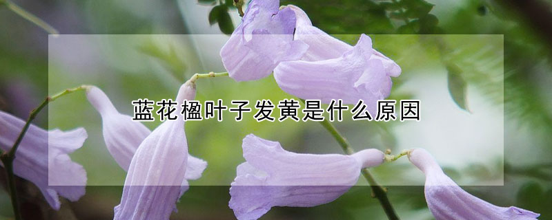 藍(lán)花楹葉子發(fā)黃是什么原因