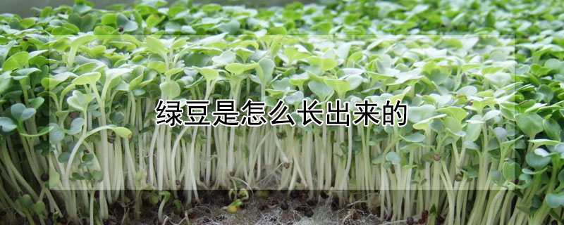 綠豆是怎么長出來的