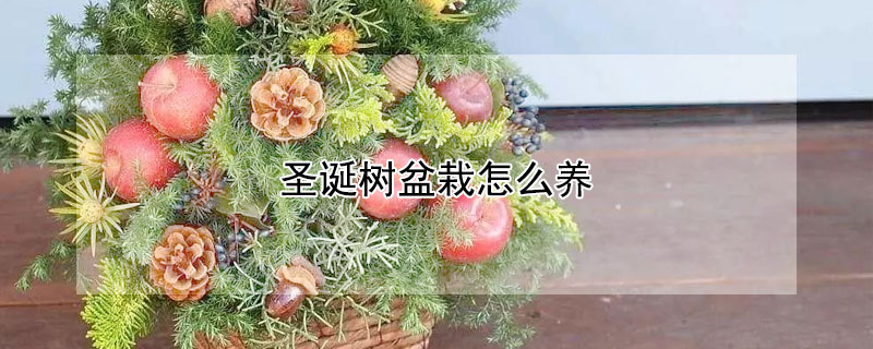 圣誕樹盆栽怎么養