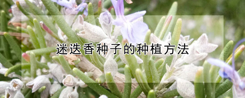 迷迭香種子的種植方法
