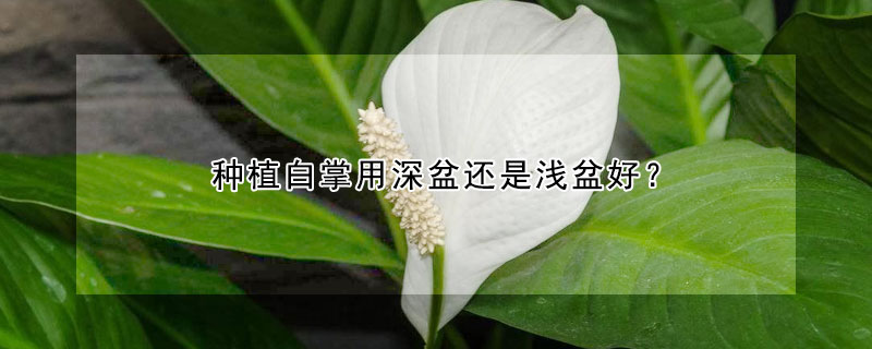 種植白掌用深盆還是淺盆好?