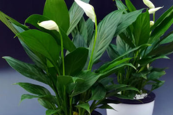種植白掌用深盆還是淺盆好?
