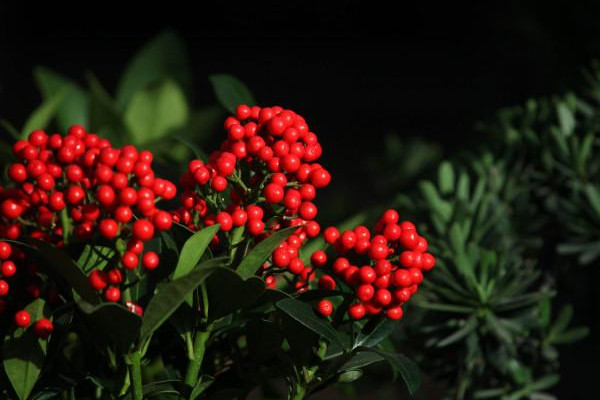 紅玉珠養(yǎng)殖方法