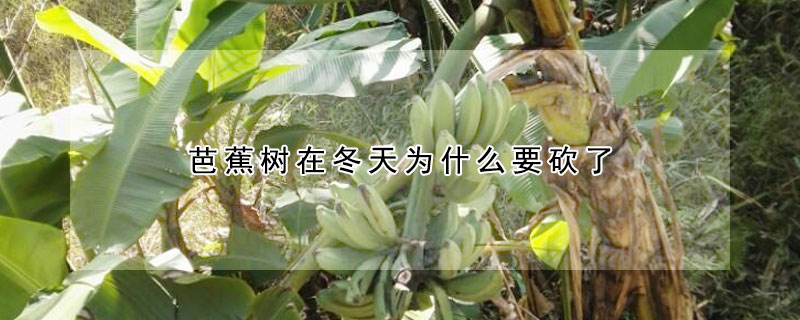 芭蕉樹在冬天為什么要砍了