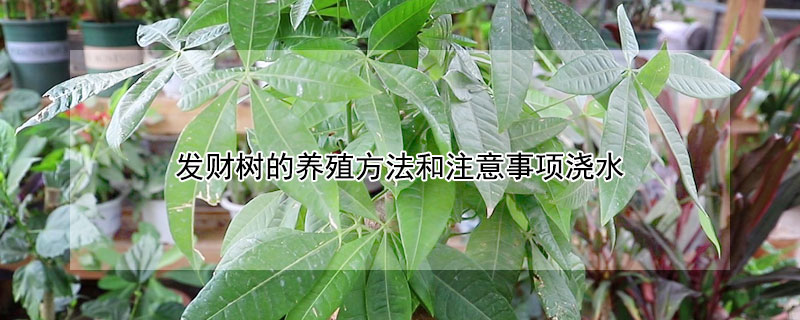 發(fā)財樹的養(yǎng)殖方法和注意事項澆水