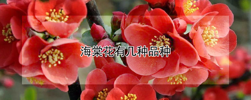 海棠花有幾種品種