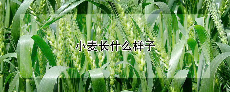 小麥長什么樣子