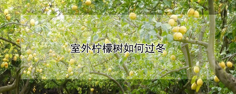 室外檸檬樹(shù)如何過(guò)冬