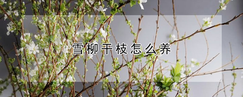 雪柳干枝怎么養(yǎng)