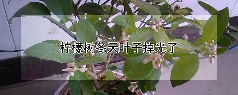 檸檬樹(shù)冬天葉子掉光了