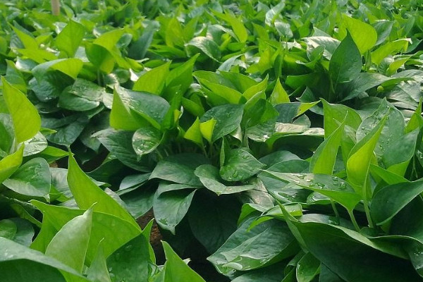 綠蘿凍黑了特別蔫還能救活嗎