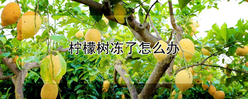 檸檬樹(shù)凍了怎么辦