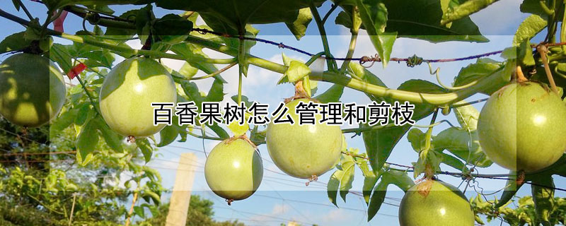百香果樹怎么管理和剪枝