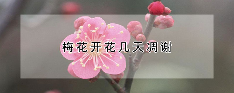 梅花開(kāi)花幾天凋謝