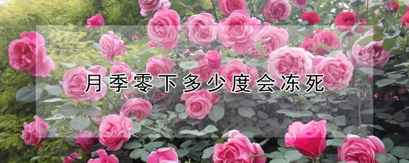 月季零下多少度會凍死