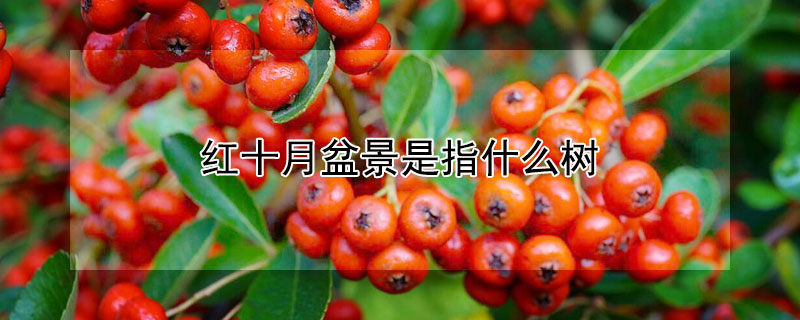 紅十月盆景是指什么樹