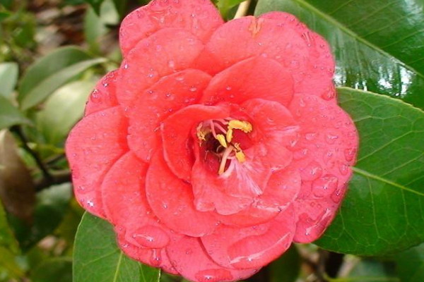 茶花零下十度會凍死嗎