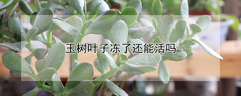 玉樹葉子凍了還能活嗎
