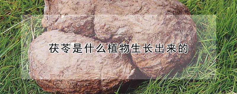 茯苓是什么植物生長出來的