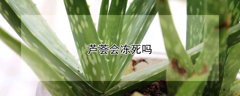 蘆薈會凍死嗎