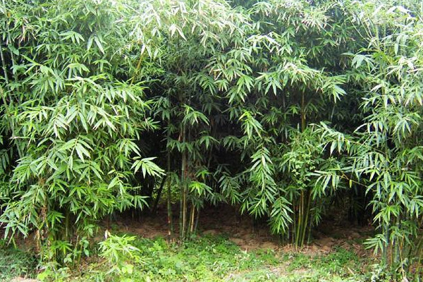 竹子種類