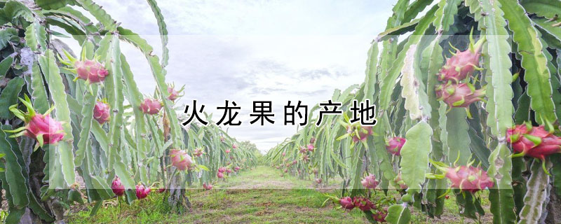 火龍果的產地