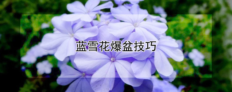 藍雪花爆盆技巧
