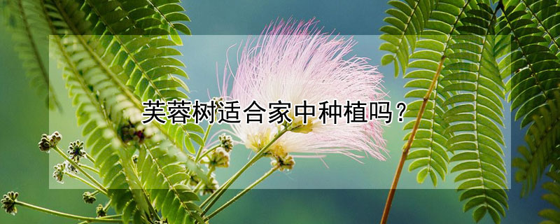 芙蓉樹適合家中種植嗎?