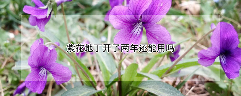 紫花地丁開了兩年還能用嗎