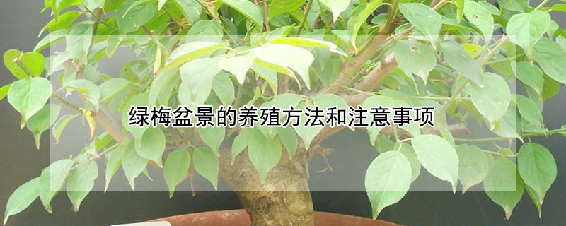 綠梅盆景的養殖方法和注意事項